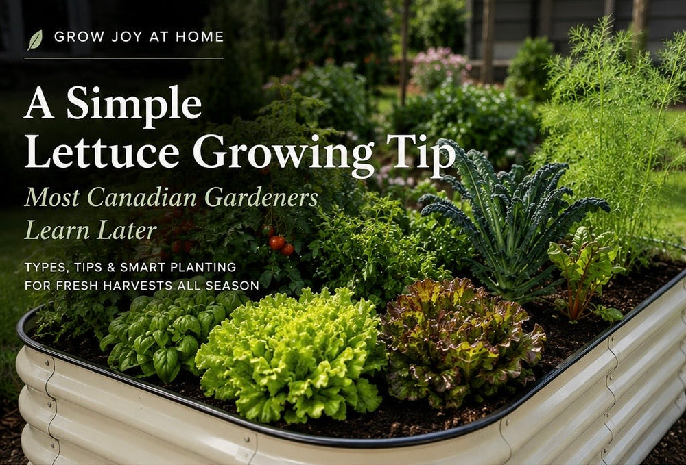 Fresh lettuce growing in a raised garden bed using succession planting method for continuous harvest throughout the Canadian growing season