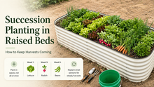 Succession Planting in Raised Beds: How to Keep Harvests Coming