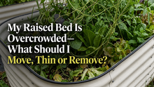 Overcrowded raised garden bed with tomatoes squash and peppers competing for space showing the need to thin transplant or remove plants