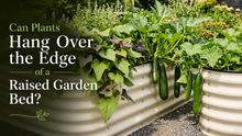 Squash and cucumber vines trailing over the edge of a metal raised garden bed with stems guided over the smooth rubber top edging