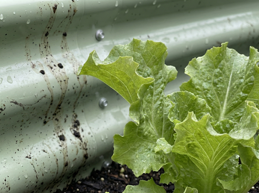 🌱 What Can You Grow in a Raised Garden Bed? (By Season)