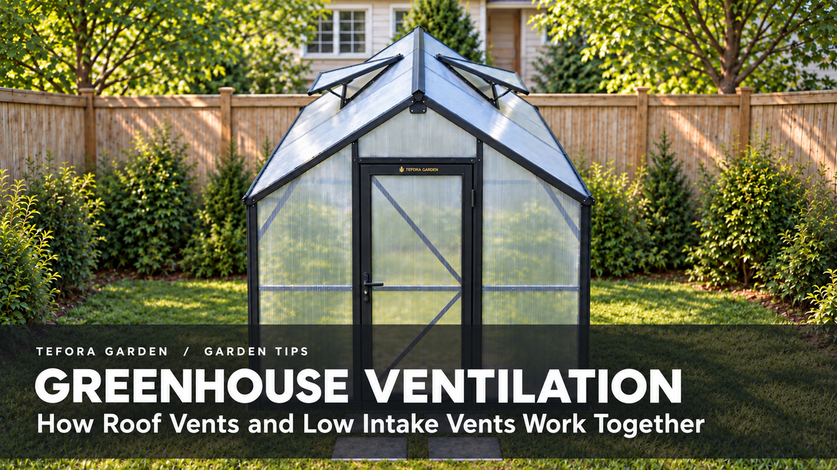 Tefora Garden greenhouse with two open roof vents; greenhouse ventilation guide